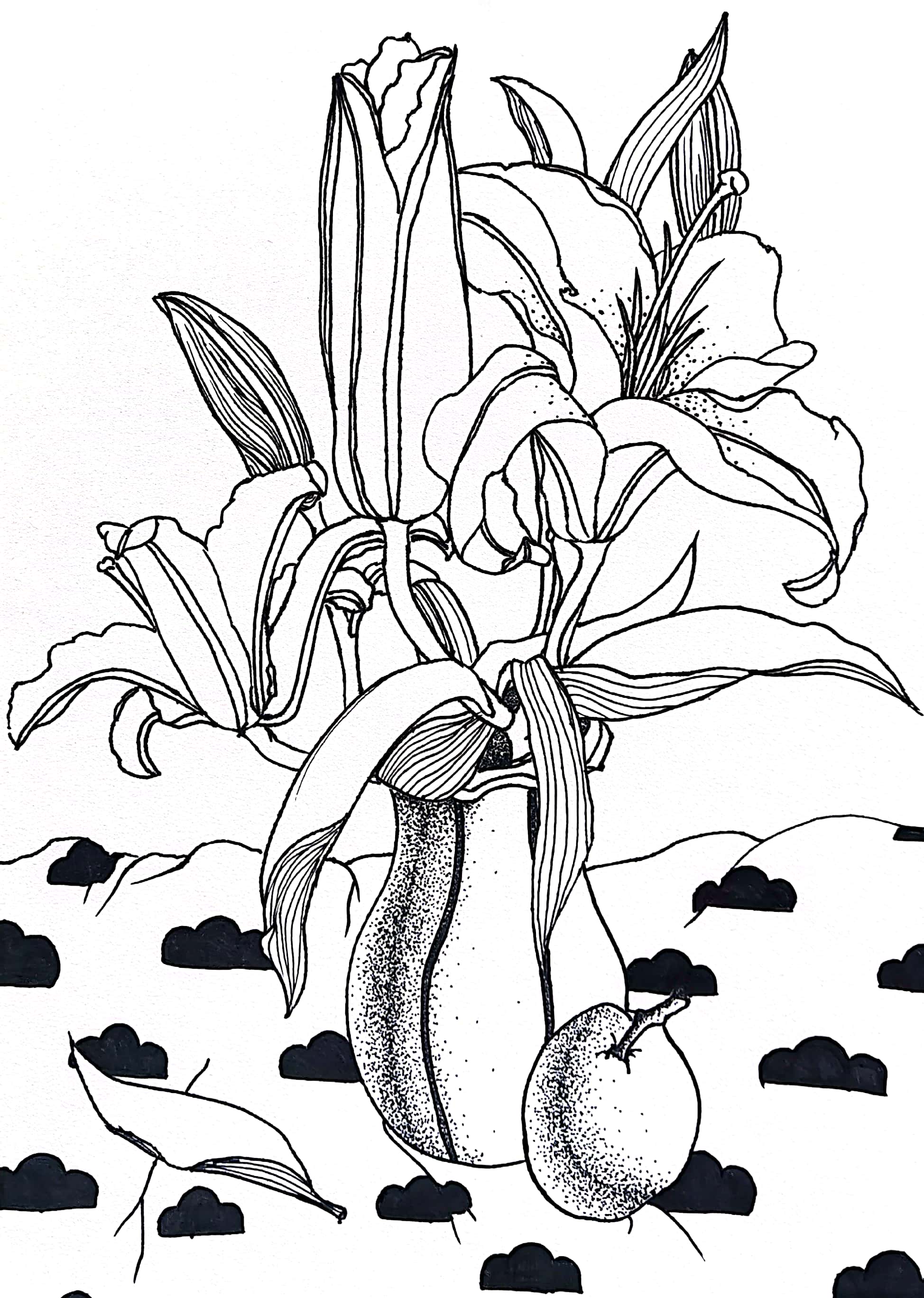 杨之怡